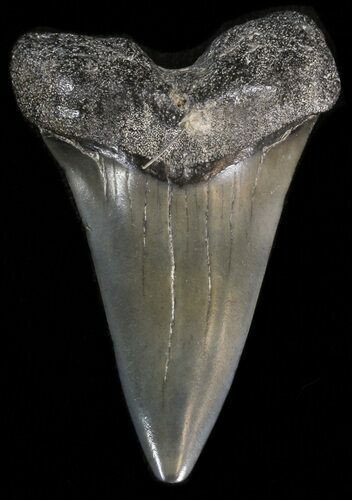 Fossil Mako Shark Tooth - Georgia #39895